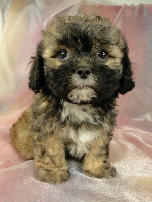 Females, Teddy bears, shih tzu bichons, zuchons, for sale 2012
